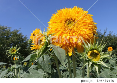 見ているだけで元気がもらえるヒマワリの花ー六 126715410