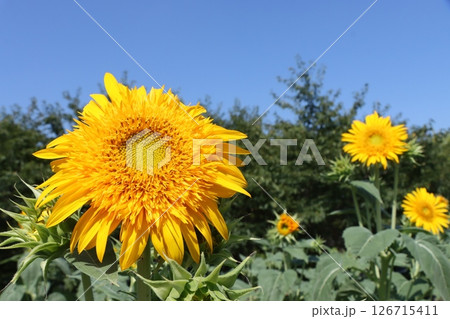 見ているだけで元気がもらえるヒマワリの花ー七 126715411