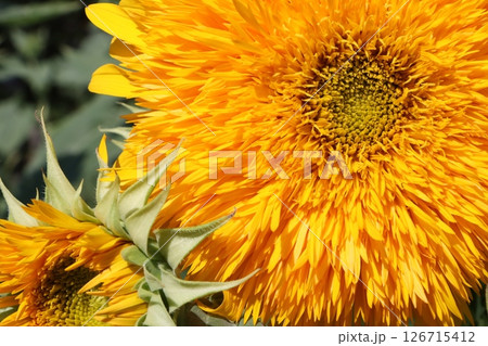 見ているだけで元気がもらえるヒマワリの花ー八 126715412