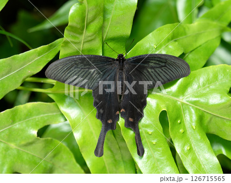 ジャコウアゲハ 126715565