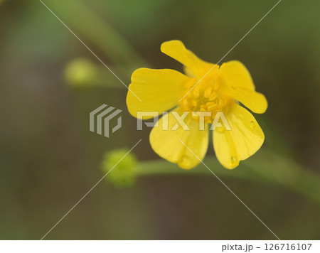 雨上がりの5月に咲いた黄色くて小さい花「ウマノアシガタ」 雨上がりの5月に咲いた黄色くて小さい花「ウマノアシガタ」 126716107