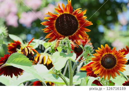 馬見丘陵公園に咲く変わった色の向日葵ー五 126716189