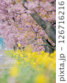 河津桜と菜の花 126716216