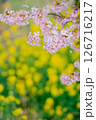 河津桜と菜の花 126716217