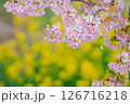 河津桜と菜の花 126716218