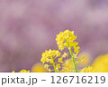 菜の花と河津桜 126716219
