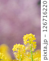 菜の花と河津桜 126716220