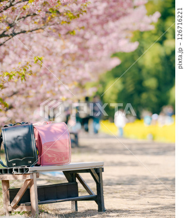 ランドセルと河津桜 126716221