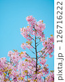 河津桜 126716222