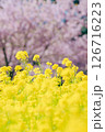 菜の花と河津桜 126716223