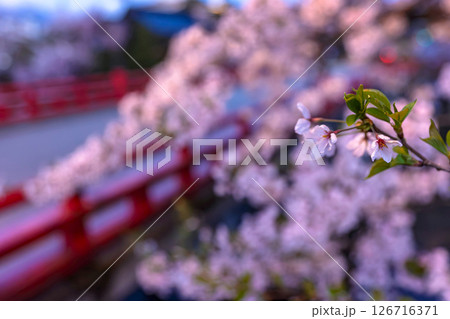 250421中橋桜z001 126716371
