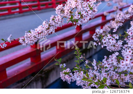 250421中橋桜z005 126716374