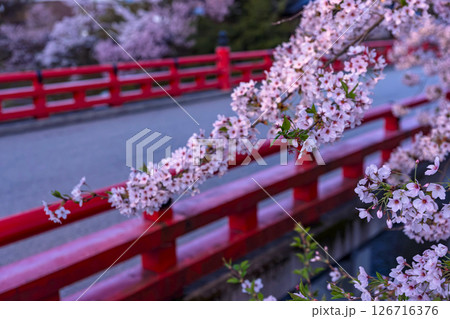 250421中橋桜z006 126716376