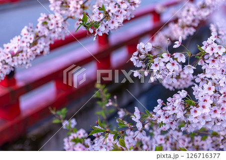 250421中橋桜z007 250421中橋桜z007 126716377