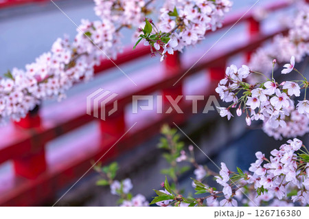 250421中橋桜z009 126716380