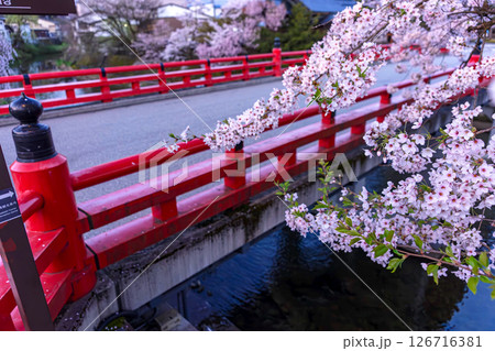 250421中橋桜z010 250421中橋桜z010 126716381