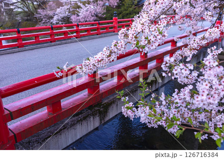 250421中橋桜z012 126716384