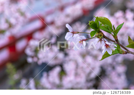 250421中橋桜z018 126716389