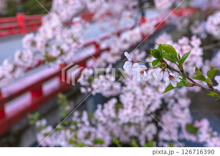 250421中橋桜z020 250421中橋桜z020 126716390
