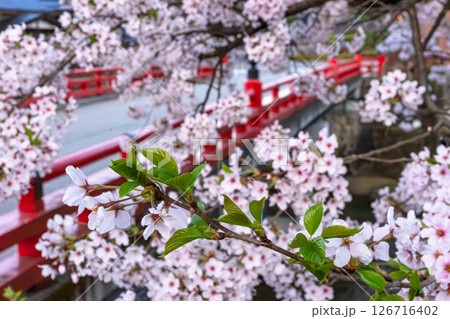 250421中橋桜z043 250421中橋桜z043 126716402