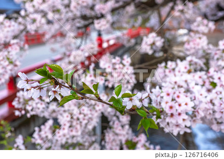 250421中橋桜z050 126716406