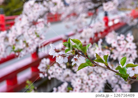 250421中橋桜z058 126716409
