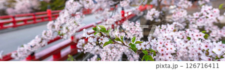 250421中橋桜z060-064P 126716411