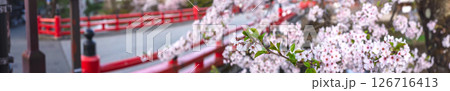 250421中橋桜z076-085P 250421中橋桜z076-085P 126716413