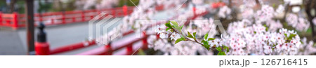 250421中橋桜z086-094P 250421中橋桜z086-094P 126716415