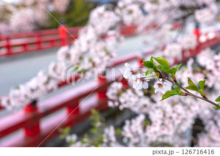 250421中橋桜z095 126716416