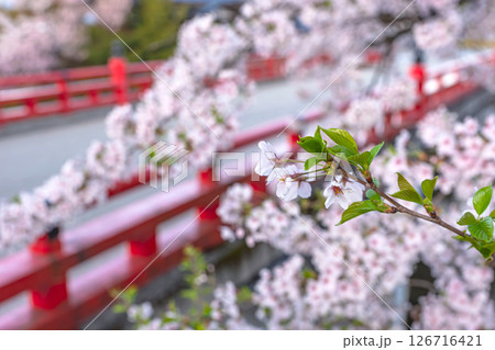 250421中橋桜z121 126716421