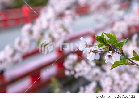 250421中橋桜z122 250421中橋桜z122 126716422