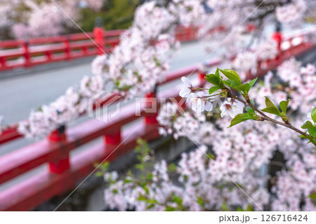 250421中橋桜z123 126716424
