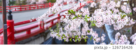 250421中橋桜z126-131P 250421中橋桜z126-131P 126716426