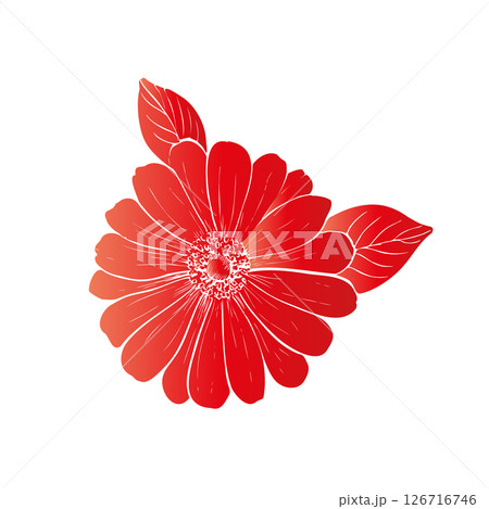 Vector delicate Gerbera with leaves. Hand painted linear contour chrysanthemum, osteospermum, chamomile flower. Graphic clipart isolated. Botanical, tattoo and wedding illustration. For designers Vector delicate Gerbera with leaves. Hand painted linear contour chrysanthemum, osteospermum, chamomile flower. Graphic clipart isolated. Botanical, tattoo and wedding illustration. For designers 126716746