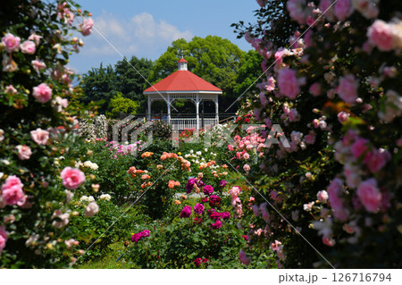 薔薇満開の敷島公園バラ園 126716794