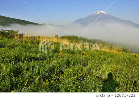 丹沢の鉄砲木ノ頭（明神山）より　晴れ行く朝霧に浮かぶ夏富士 126717222