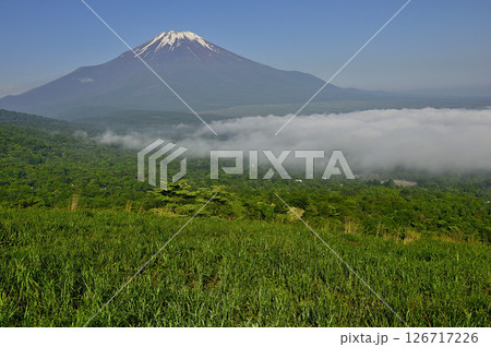 丹沢の鉄砲木ノ頭（明神山）より　夏草生い茂る山地より望む富士山 126717226