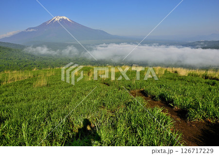 丹沢の鉄砲木ノ頭(明神山)より 夏草生い茂る山道と富士山 丹沢の鉄砲木ノ頭(明神山)より 夏草生い茂る山道と富士山 126717229