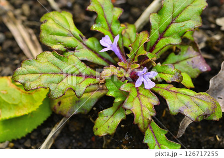 丹沢山地の高指山 タチキランソウ 丹沢山地の高指山 タチキランソウ 126717255