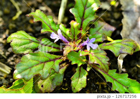 丹沢山地の高指山 タチキランソウ 丹沢山地の高指山 タチキランソウ 126717256
