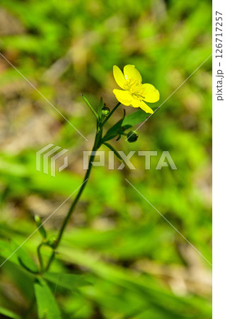 丹沢山地の高指山　ウマノアシガタ 126717257