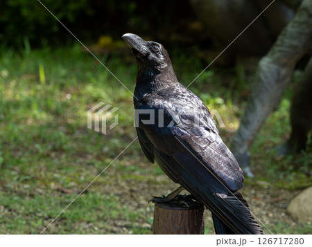 光を受けて佇むカラスの横姿 126717280