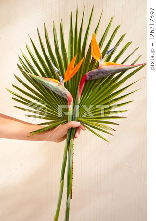 tropical leaves greenery 126717397