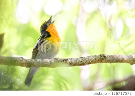 森の中でさえずるキビタキの雄 126717573