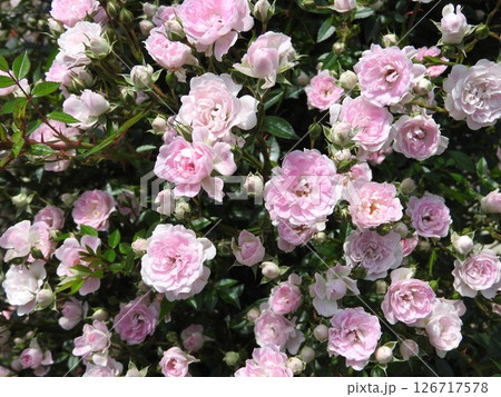 初夏に満開となったつるバラ「舞姫」 126717578