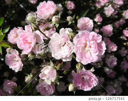 初夏に満開となったつるバラ「舞姫」 初夏に満開となったつるバラ「舞姫」 126717581