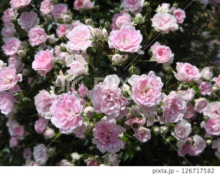 初夏に満開となったつるバラ「舞姫」 126717582