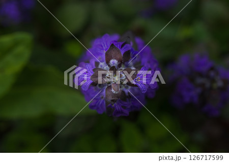 綺麗な青紫のアジュガ(十二単)の花 綺麗な青紫のアジュガ(十二単)の花 126717599