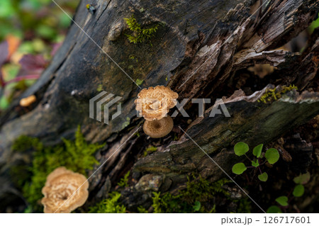 朽ちた木に生えるキノコ 朽ちた木に生えるキノコ 126717601